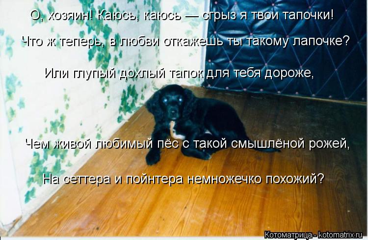 Котоматрица: О, хозяин! Каюсь, каюсь — сгрыз я твои тапочки! Что ж теперь, в любви откажешь ты такому лапочке? Или глупый дохлый тапок для тебя дороже, Чем 