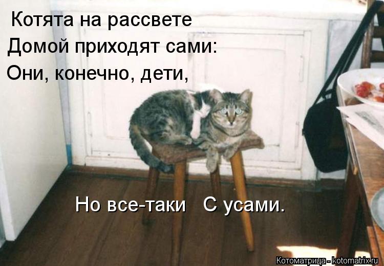 Котоматрица: Котята на рассвете    Домой приходят сами:    Они, конечно, дети,    Но все-таки   С усами.