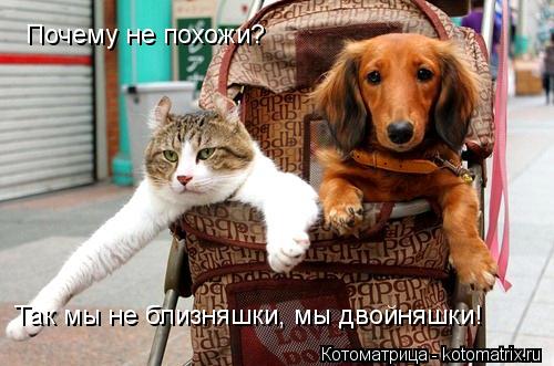 Котоматрица: Почему не похожи? Так мы не близняшки, мы двойняшки!