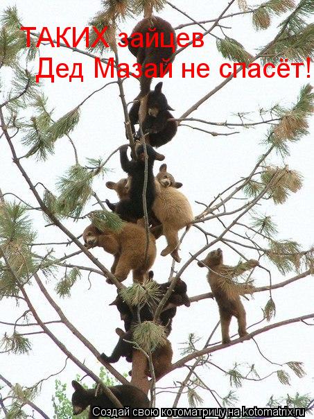 Котоматрица: ТАКИХ зайцев  Дед Мазай не спасёт!