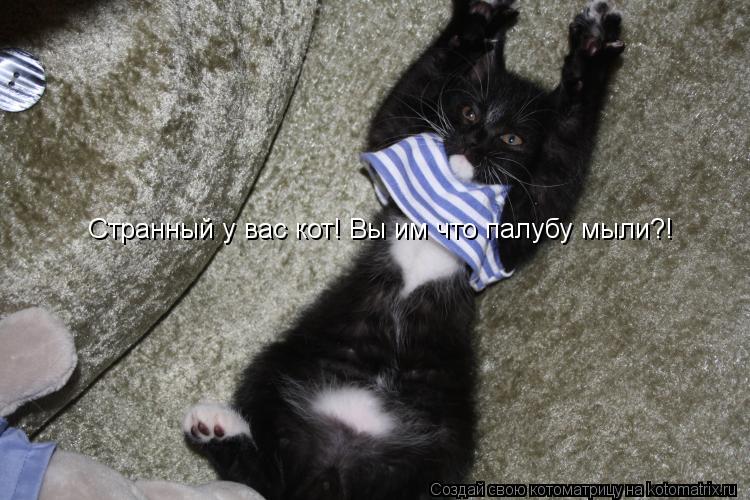 Странный у вас кот! Вы им что палубу мыли?!... Котоматрица: Странный у вас кот! Вы им что палубу мыли?!
