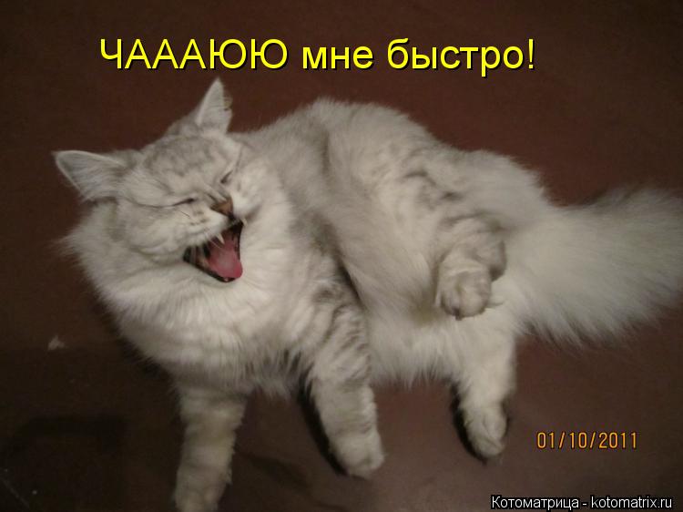 Котоматрица: ЧАААЮЮ мне быстро!