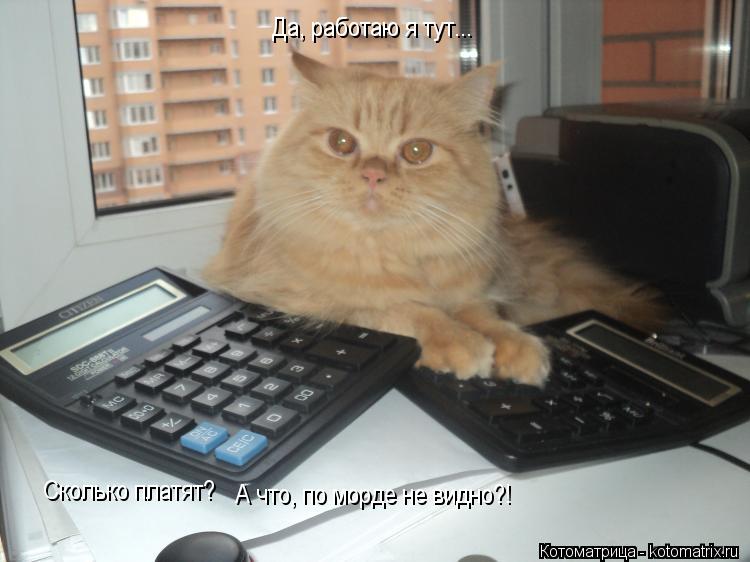 Котоматрица: Да, работаю я тут...  Сколько платят?  А что, по морде не видно?!
