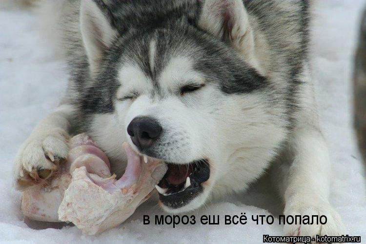 Котоматрица: в мороз еш всё что попало