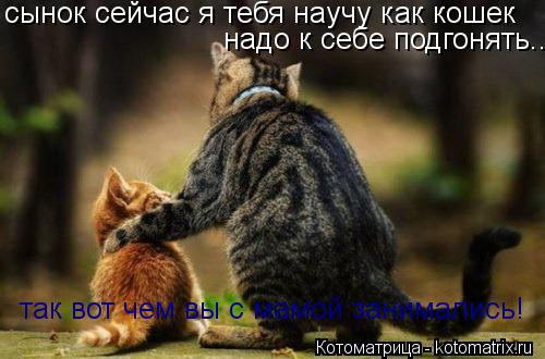 Котоматрица: сынок сейчас я тебя научу как кошек надо к себе подгонять... так вот чем вы с мамой занимались!