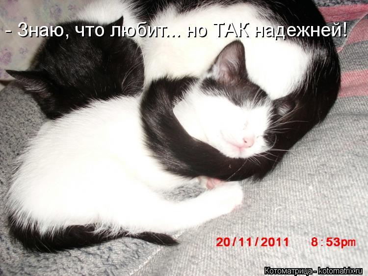 Котоматрица: - Знаю, что любит... но ТАК надежней!