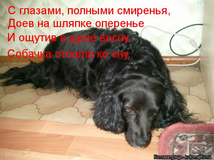 Котоматрица: С глазами, полными смиренья,     Доев на шляпке оперенье    И ощутив в душе весну,     Собачка отошла ко сну.