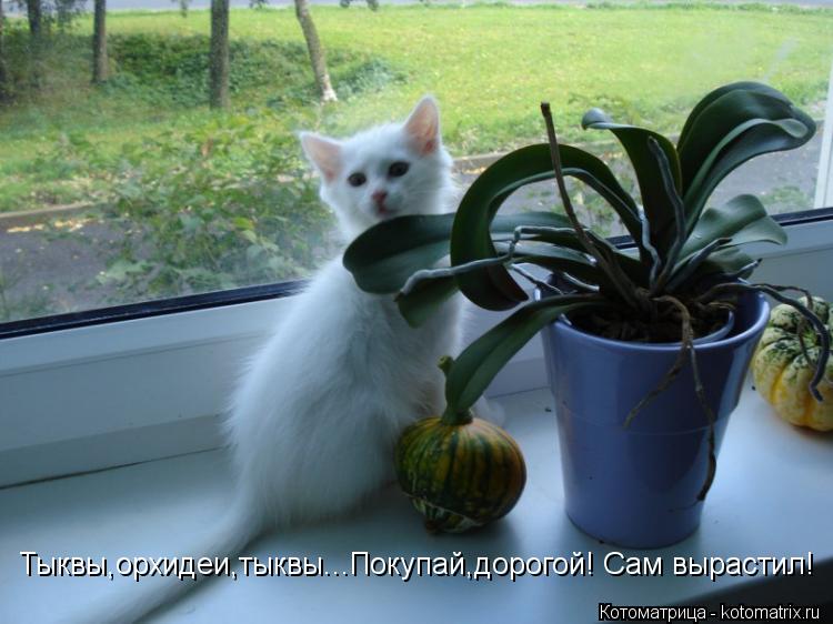 Котоматрица: Тыквы,орхидеи,тыквы...Покупай,дорогой! Сам вырастил!