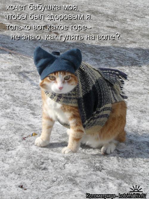 Котоматрица: хочет бабушка моя, только вот какое горе -  чтобы был здоровым я. ? не знаю, как гулять на воле