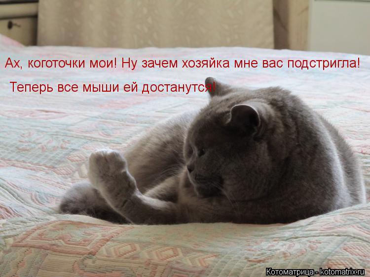 Котоматрица: Ах, коготочки мои! Ну зачем хозяйка мне вас подстригла! Теперь все мыши ей достанутся!