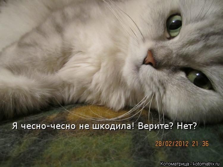 Котоматрица: Я чесно-чесно не шкодила! Верите? Нет?