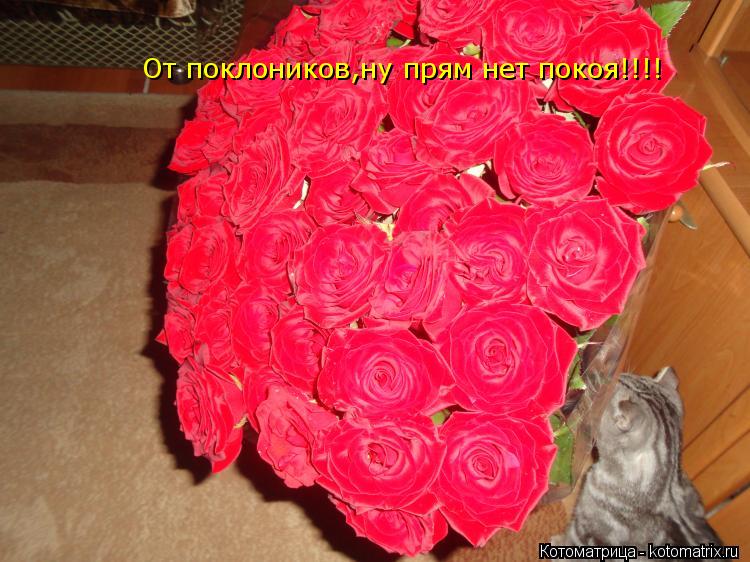 Котоматрица: От поклоников,ну прям нет покоя!!!!