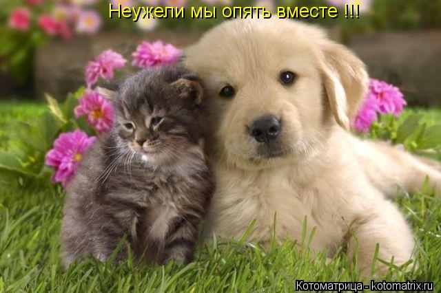 Котоматрица: Неужели мы опять вместе !!!