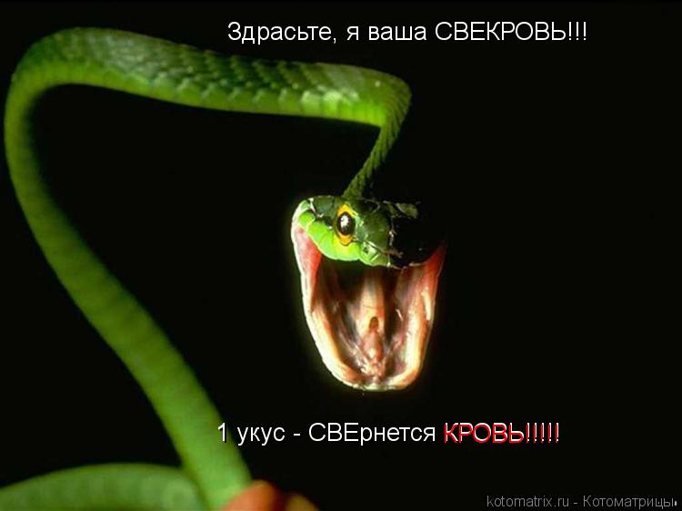 Котоматрица: Здрасьте, я ваша СВЕКРОВЬ!!! 1 укус - СВЕрнется КРОВЬ!!!!! КРОВЬ!!!!!