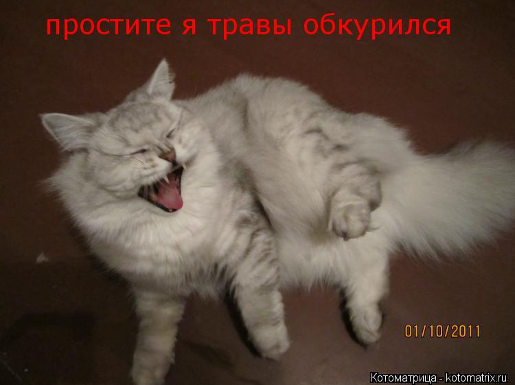 Котоматрица: простите я травы обкурился