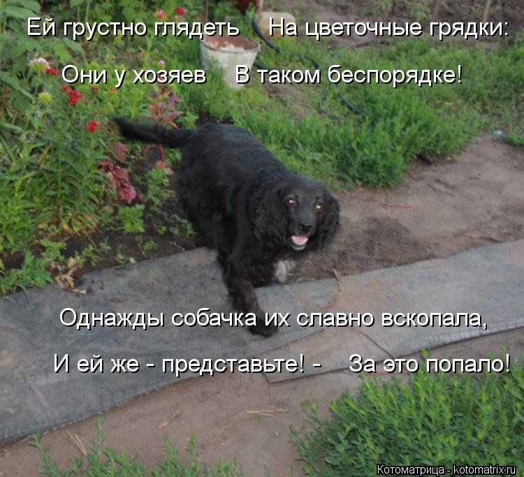 Ей грустно глядеть На цветочные грядки: Они у хозяев В таком беспорядке! Однажды собачка их сла... Котоматрица: Ей грустно глядеть На цветочные грядки: Они у хозяев В таком беспорядке! Однажды собачка их славно вскопала, И ей же - представьте! - За э