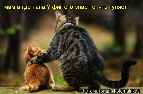 Котоматрица: мам а где папа ? фиг его знает опять гуляет