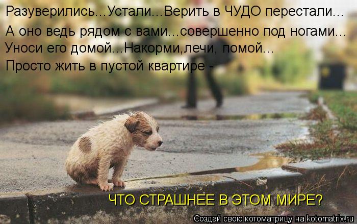 Котоматрица: Разуверились...Устали...Верить в ЧУДО перестали... А оно ведь рядом с вами...совершенно под ногами... Уноси его домой...Накорми,лечи, помой... Прос