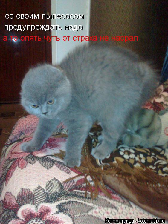 Котоматрица: со своим пылесосом предупреждать надо а то опять чуть от страха не насрал