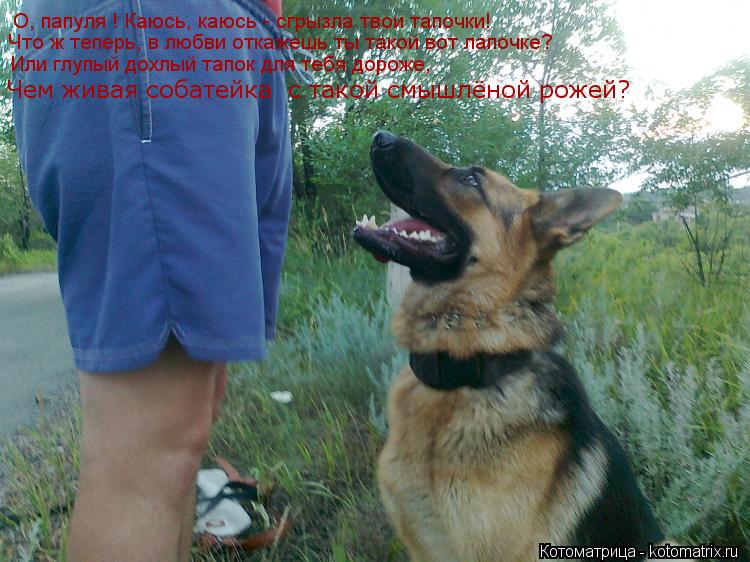Котоматрица: О, папуля ! Каюсь, каюсь - сгрызла твои тапочки!  Что ж теперь, в любви откажешь ты такой вот лапочке? Или глупый дохлый тапок для тебя дороже, Ч