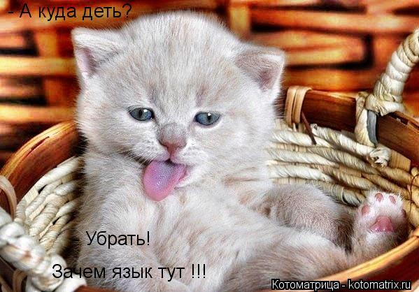 Котоматрица: Зачем язык тут !!! - Убрать! - А куда деть?