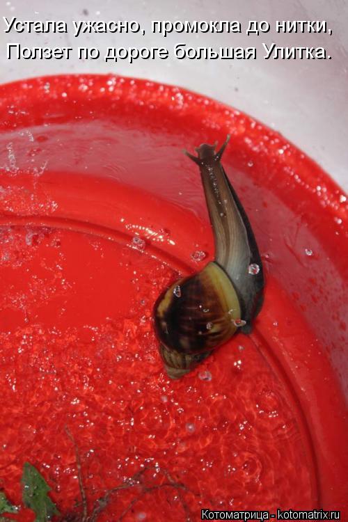 Котоматрица: Устала ужасно, промокла до нитки,    Ползет по дороге большая Улитка.