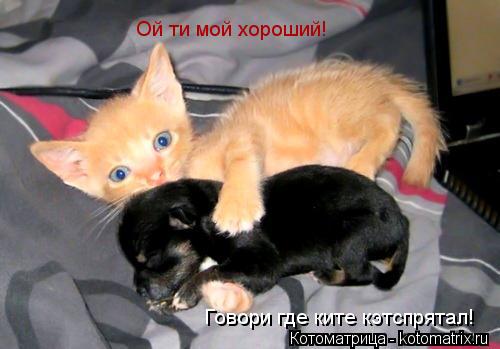 Котоматрица: Ой ти мой хороший! Говори где ките кэтспрятал!