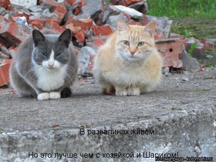 Котоматрица: В развалинах живём...  Но это лучше чем с хозяйкой и Шариком! Но это лучше чем с хозяйкой и Шариком!