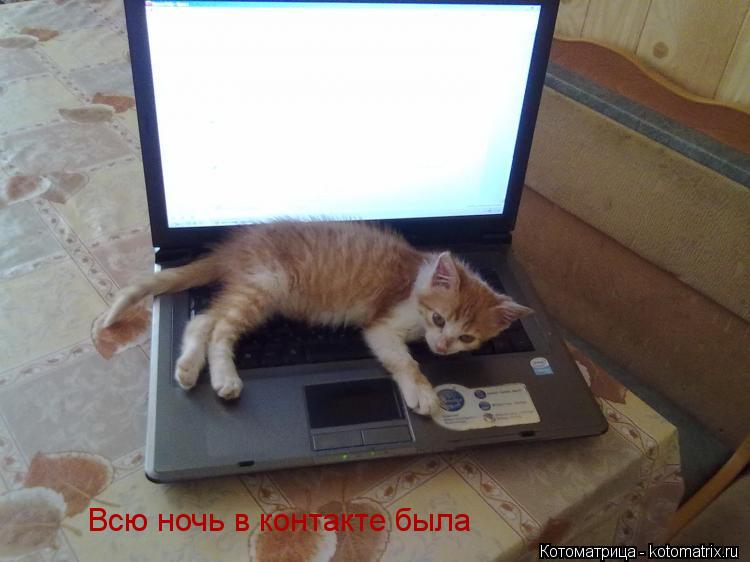 Котоматрица: Всю ночь в контакте была