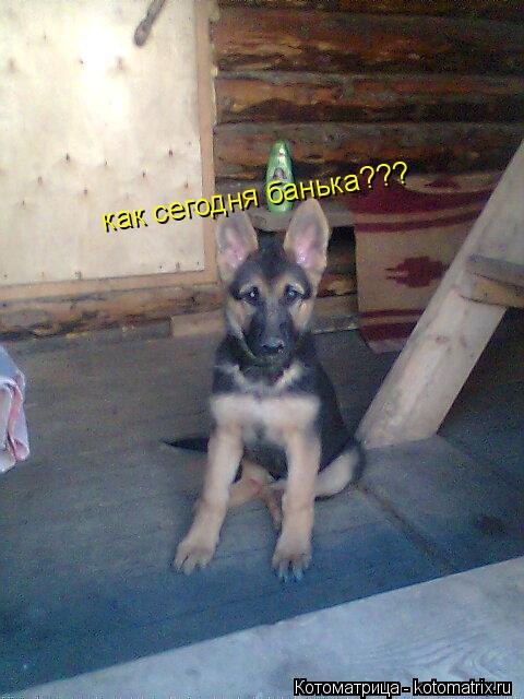 Котоматрица: как сегодня банька???