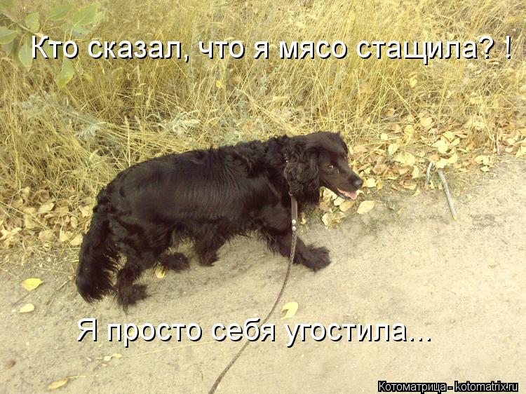 Котоматрица: Кто сказал, что я мясо стащила? !     Я просто себя угостила...