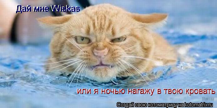 Котоматрица: Дай мне Wiskas  или я ночью нагажу в твою кровать или я ночью нагажу в твою кровать Дай мне Wiskas