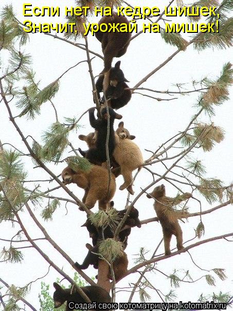 Котоматрица: Если нет на кедре шишек, Значит, урожай на мишек!