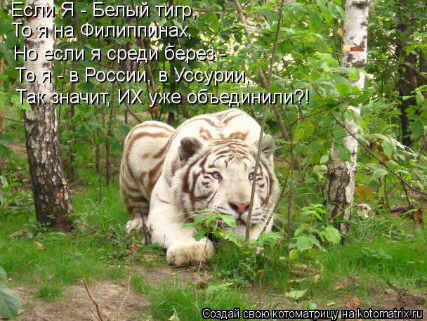 Котоматрица: Если Я - Белый тигр, То я на Филиппинах, Но если я среди берез - То я - в России, в Уссурии, Так значит, ИХ уже объединили?!