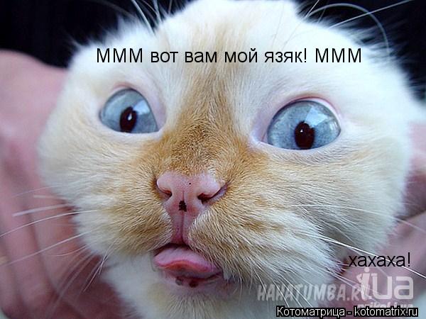 Котоматрица: МММ вот вам мой язяк! МММ хахаха!