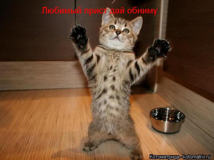 Котоматрица: Любимый прист дай обниму