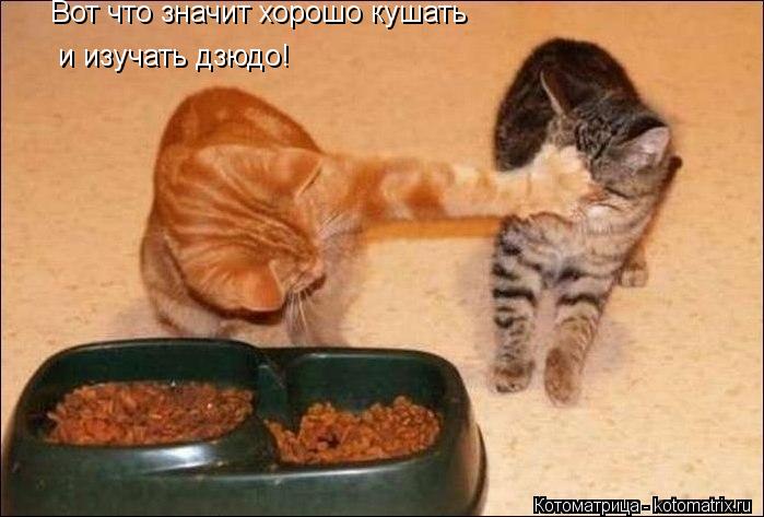 Котоматрица: Вот что значит хорошо кушать и изучать дзюдо!