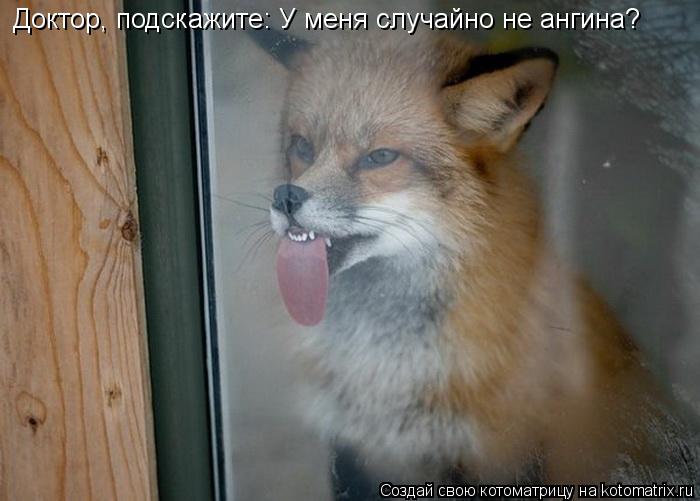 Котоматрица: Доктор, подскажите: У меня случайно не ангина?