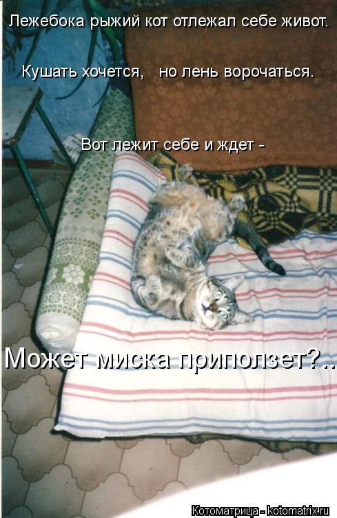 Котоматрица: Лежебока рыжий кот отлежал себе живот.    Кушать хочется,   но лень ворочаться.    Вот лежит себе и ждет -   Может миска приползет?..