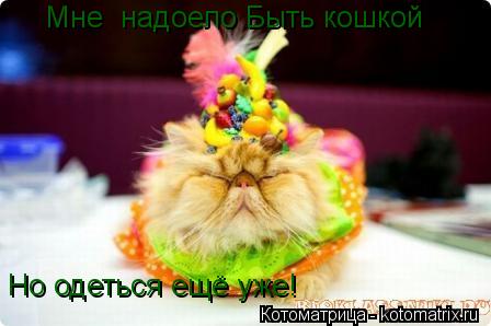 Котоматрица: Мне  надоело Быть кошкой Но одеться ещё уже!