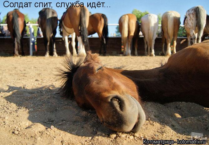 Котоматрица: Солдат спит, служба идёт...
