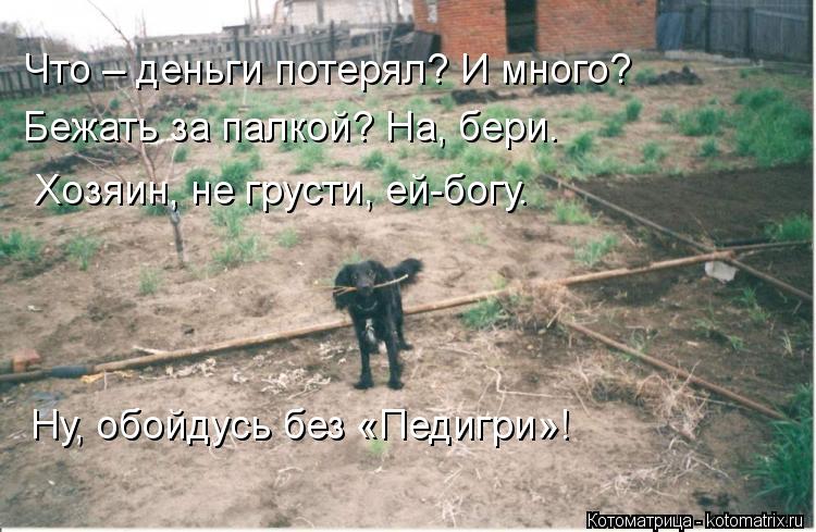 Котоматрица: Что – деньги потерял? И много?     Бежать за палкой? На, бери.     Хозяин, не грусти, ей-богу.     Ну, обойдусь без «Педигри»!