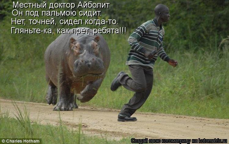 Котоматрица: Местный доктор Айболит Он под пальмою сидит. Нет, точней, сидел когда-то. Гляньте-ка, как прёт, ребята!!!