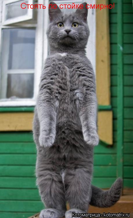 Котоматрица: Стоять по стойке смирно!