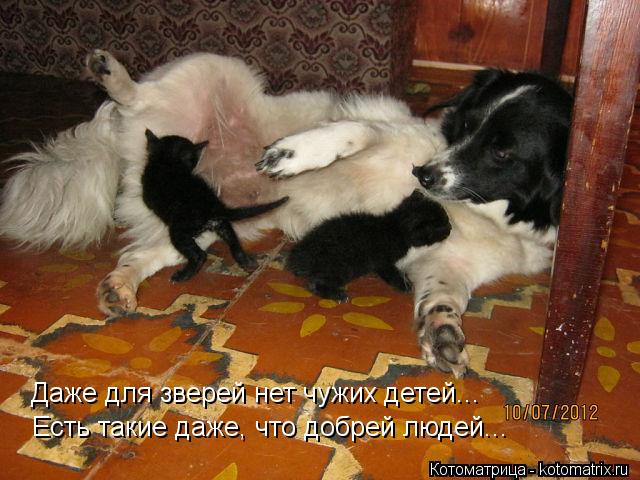 Котоматрица: Даже для зверей нет чужих детей... Есть такие даже, что добрей людей...