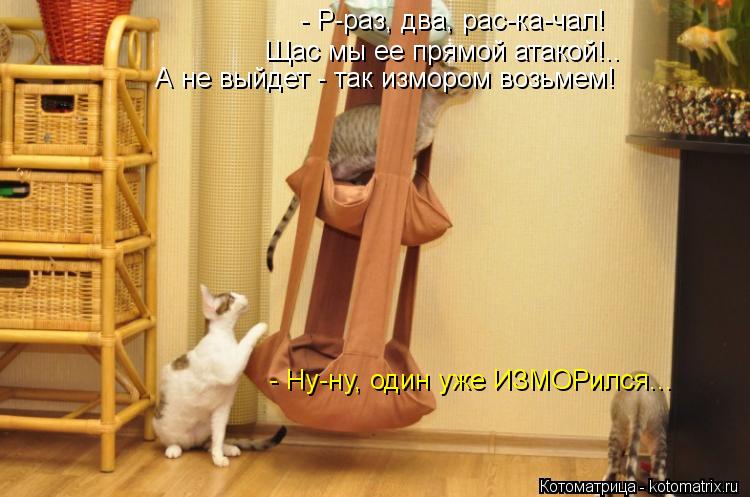 Котоматрица: - Р-раз, два, рас-ка-чал! Щас мы ее прямой атакой!.. А не выйдет - так измором возьмем! - Ну-ну, один уже ИЗМОРился...