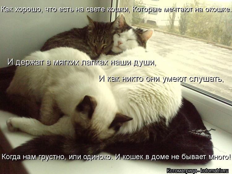 Как хорошо, что есть на свете кошки, Которые мечтают на окошке. Когда нам грустно, или одиноко. И кош... Котоматрица: Как хорошо, что есть на свете кошки, Которые мечтают на окошке. Когда нам грустно, или одиноко. И кошек в доме не бывает много! И держат в мягк
