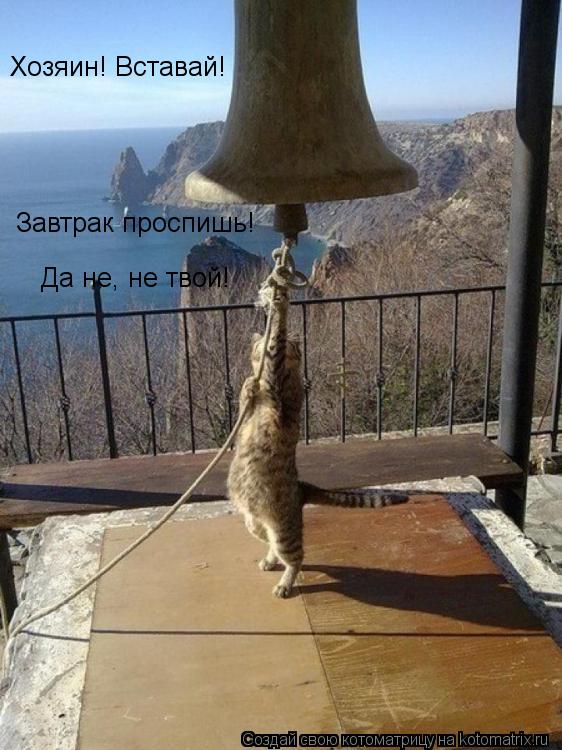 Котоматрица: Хозяин! Вставай! Завтрак проспишь! Да не, не твой!