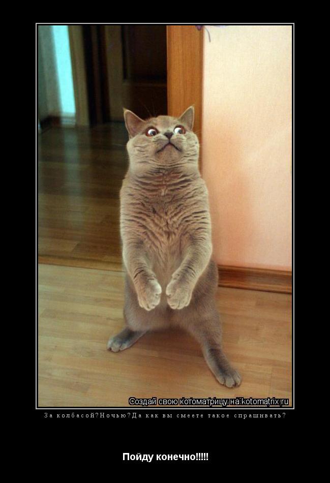 Котоматрица: За колбасой?Ночью?Да как вы смеете такое спрашивать?  Пойду конечно!!!!!