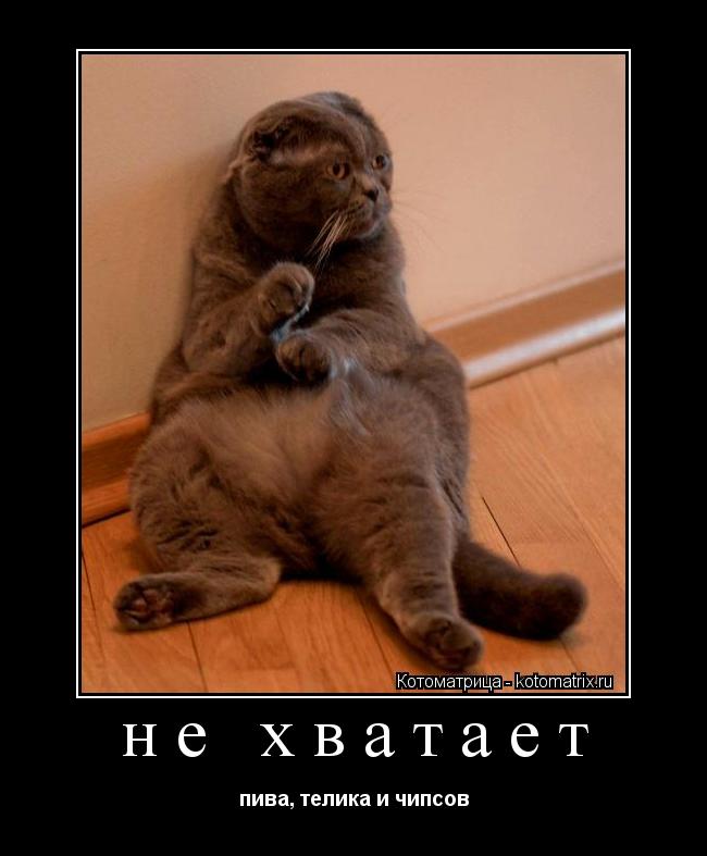 Котоматрица: не хватает пива, телика и чипсов
